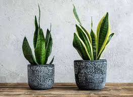 The Best Low Light Indoor Plants