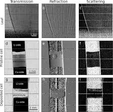 femtosecond multimodal imaging with a