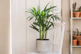 9 Types Of Palm Plants To Grow Indoors