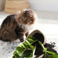 Keep Your Houseplants Safe From Cats