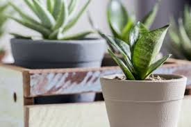 Easy To Grow Beautiful Indoor Plants