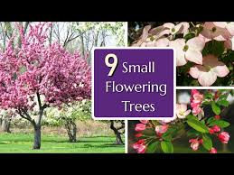 Small Garden These Trees Bloom Without