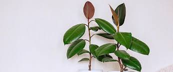 Grow And Care For A Rubber Tree Plant