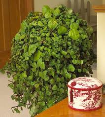 20 Super Easy Houseplants You Ll Love