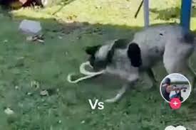 Brave Dog Takes On Deadly Snake In