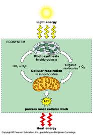 Photosynthesis And Cellular Respiration