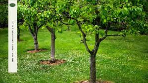 How To Protect Your Dwarf Fruit Trees