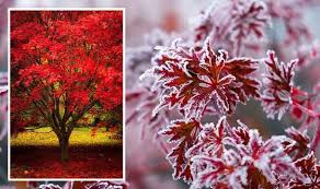 Japanese Maples How To Protect Acers