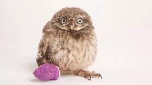 Owl Be All Right Adorable Baby Bird S