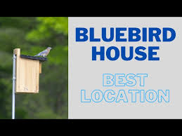 Where To Place A Bluebird House Best