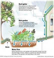 Rain Garden In Your Yard Can Ease Water