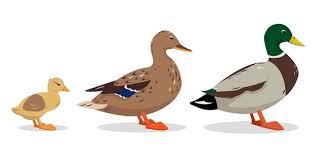 Male Drake Female Duck And Duckling Icons