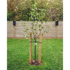 Wooden Pressure Treated Tree Stake