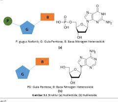 Maybe you would like to learn more about one of these? Asam Nukleat Dan Nukleotida
