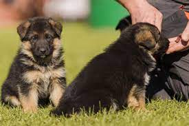 deutscher schaferhund temperament preis haltung zooplus