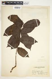 Image result for Helichrysum longiramum