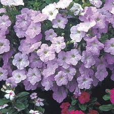 While growing wave petunia from seed may sound like a lot of work, it's actually not. Pin On The Petunia Garden