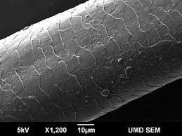 in this figure hair under a scanning electron microscope (sem) and a compound microscope. Scientific Image Human Hair Nise Network