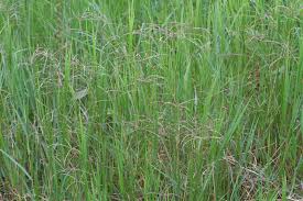 Image result for Cynodon aethiopicus