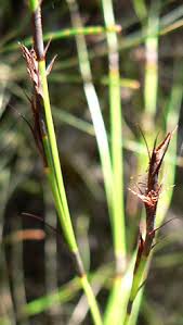 Image result for Sebaea pentandra