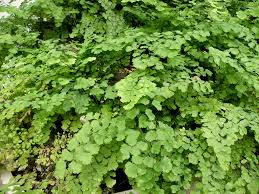 Image result for Adiantum capillus-veneris