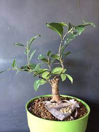 Made of wire on a piece of wood. Nice Ginseng Find At Home Depot Bonsai
