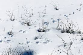 Tierspuren im schnee — stockbild. Tierspuren Im Schnee So Konnen Sie Tierspuren Erkennen