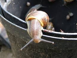 Hausmittel Gegen Schnecken Im Garten Gartentipps Schnecken Im Garten Schnecken Pflanzen Gegen Schnecken