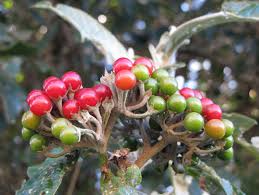 Image result for Solanum giganteum