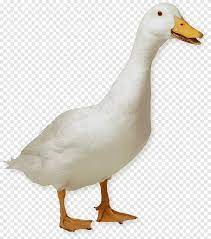 Pekin ducks can produce plenty of rich duck eggs as well as reach a plump size to make them after two years of selective breeding, pekins were accepted into the american poultry association in 1874. American Pekin Duck Goose German Pekin Duck American Pekin Duck Png Pngegg
