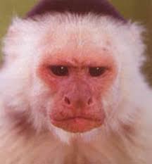 Google Image Result For Http 2 Bp Blogspot Com Etu5u9dvaoa Tbounmld Yi Aaaaaaaaa6w Reiglanom W S1600 Usarchy Angry Monkey Fullpic Make Me Smile Chimp Image