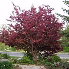 Check spelling or type a new query. Royalty Crabapple Trees For Sale Fastgrowingtrees Com