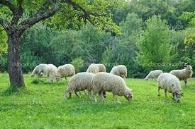 Pin By Dawn Johnson On Sheep Cattle Sheep Goats