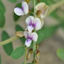 Image result for Tephrosia noctiflora