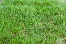 One factor that helps you determine how long does grass take to grow is the growing zone. Bermuda Grass Is An Adaptable Warmseason Turf That Many People Use For Their Lawns Learn More About How And Wh Planting Grass Bermuda Grass Care Growing Grass
