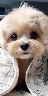 Sandra Brazier (artistsandra)