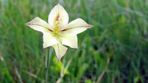 Image result for Hesperantha longicollis