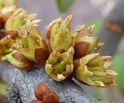 Image result for Englerophytum natalense