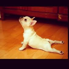 Just Getting A Little Yoga In Zensorium Dog Yoga Cute Animals Baby Dogs
