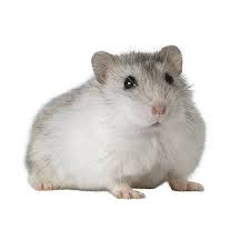 The syrian hamster has large eyes and small tulip shaped ears that are covered with fur. Female Winter White Hamster For Sale Live Small Pets Petsmart