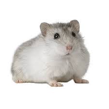 That's why we've collated some of the best hamster names below, hopefully our list will give you plenty of name ideas for your furry friend! Female Winter White Hamster For Sale Live Small Pets Petsmart