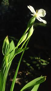 Image result for Eleutherine bulbosa