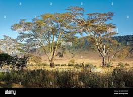 Image result for Acacia xanthophloea