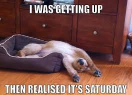 90 Funny Saturday Memes Images Pics For A Happy Weekend Funny Saturday Memes Morning Quotes Funny Saturday Memes