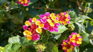 Image result for Lantana angolensis
