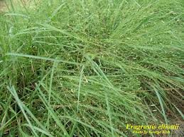 Image result for Eragrostis dinteri