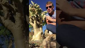 Image result for Cyphostemma elisabethvilleanum