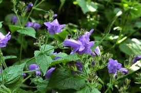 Image result for Strobilanthes
