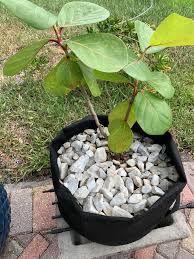 Image result for Coccoloba uvifera