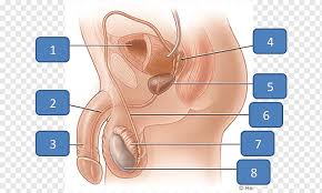 Female elephants are called cows, and the. Female Reproductive System Anatomy Human Body Ipod Nano Mp3 Angle Face Hand Png Pngwing